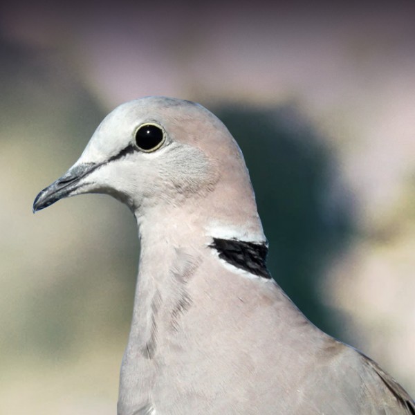 How long do doves live in captivity