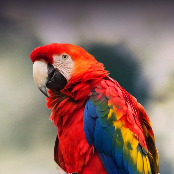 Uiga Scarlet Macaw, Mea'ai & Tausiga – Manulele Fagafao saunia e Lafeber Co.