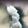 Umbrella cockatoo