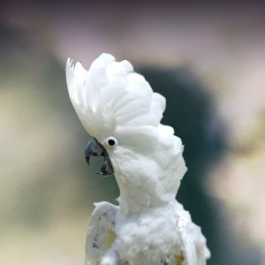 umbrella cockatoo in the wild