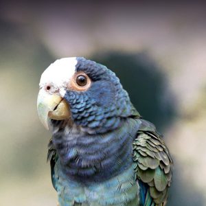 White-Capped Pionus