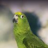 yellow-naped Amazon parrot