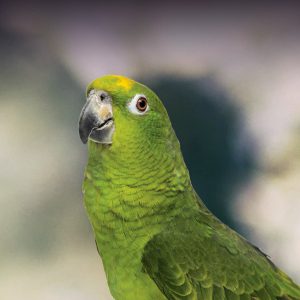 all green parakeet