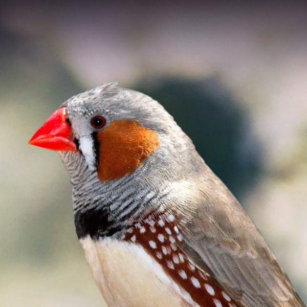 zebra finch bird