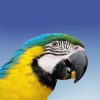 face of blue-and-gold macaw eating