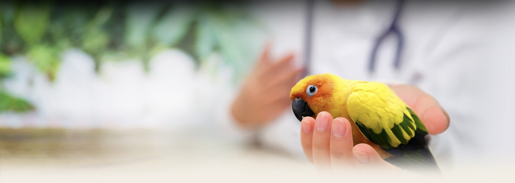 home visit bird vet