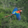 scarlet macaw in flight over trees