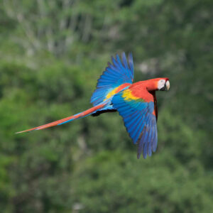 scarlet macaw in flight over trees