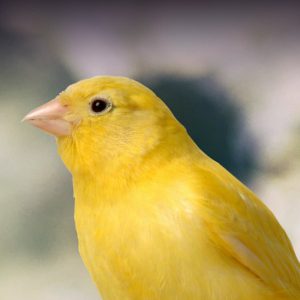 Yellow best sale canary bird