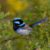 superb fairy-wren perched on twig outside
