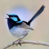 fairy wren chirping on a branch