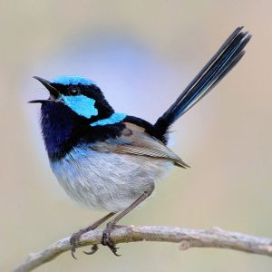 fairy wren chirping on a branch