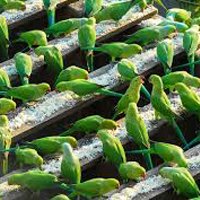 Indian ring-neck parakeets