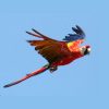 scarlet macaw in flight in blue sky