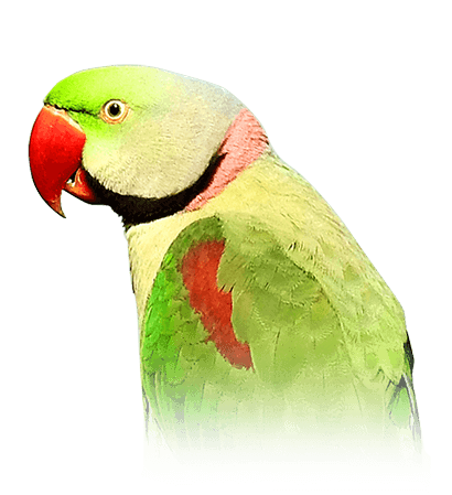 baby male alexandrine parrot