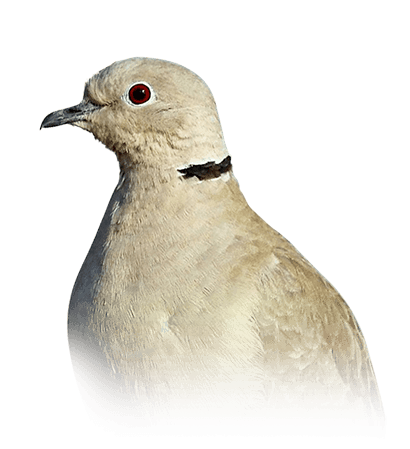 Bird of The Week: Mourning Dove – Kern Audubon Society