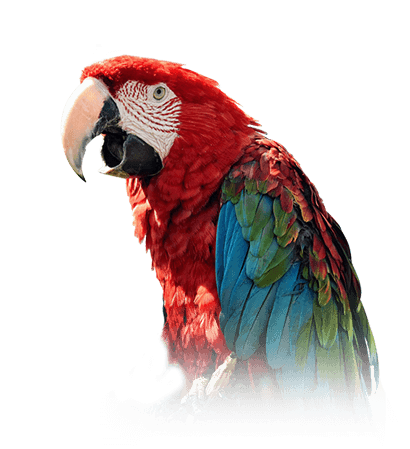 Green-Winged Macaw Personality, Food & Care – Pet Birds by ...
