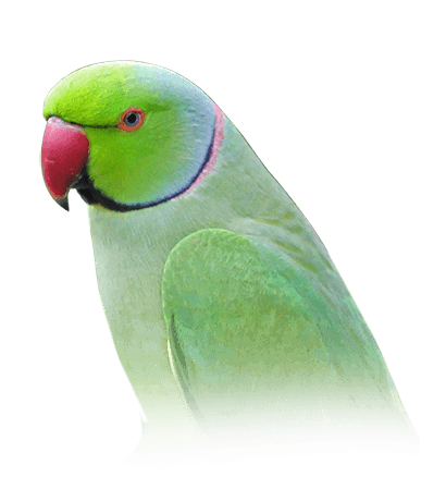 green parrot near me