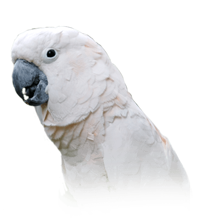 pink umbrella cockatoo