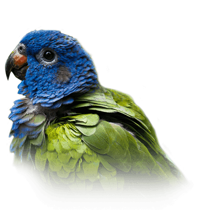 blue headed pionus