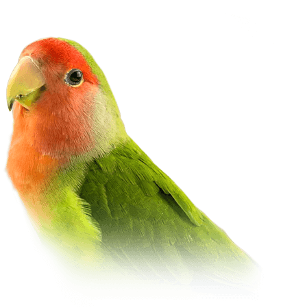 Peach Faced Lovebird Color Chart