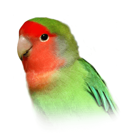 Peach Faced Lovebird Color Chart