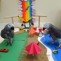 African greys on beach set