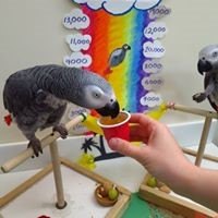 African grey with cup