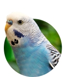 Budgie or parakeet