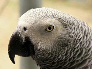 African grey portrait