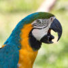 close up on head of blue-and-gold macaw with beak open