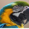 blue and gold macaw