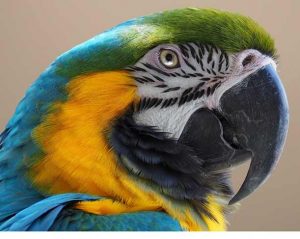 blue and gold macaw