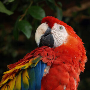 profile image of head and shoulders of scarlet macaw
