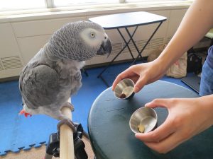 african grey training