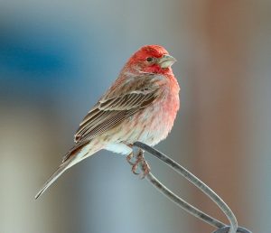 bird on a fence