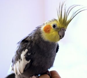 male normal gray cockatiel