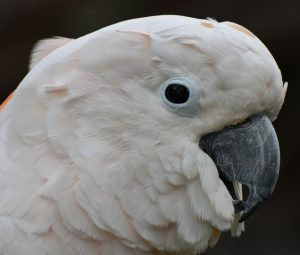 head of cockatoo