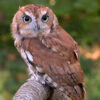 Eastern Screech Owl perched on branch outside