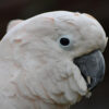 closeup on head in profile of Moluccan cockatoo