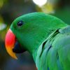 Male eclectus