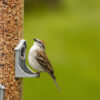 sparrow perched on feeder to eat