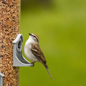 sparrow perched on feeder to eat