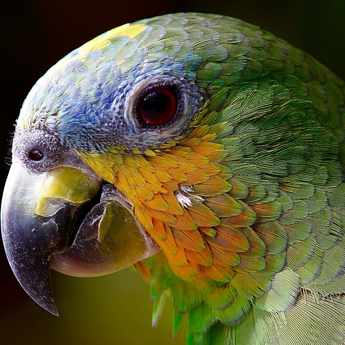 face of Amazon parrot