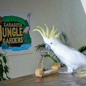 sulphur-crested cockatoo