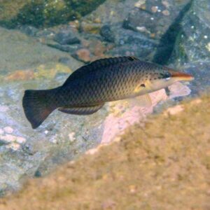wrasse in water swimming above sand and rock