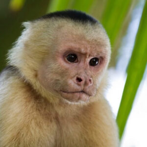 closeup on face of capuchin monkey