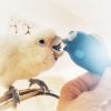 Goffin's cockatoo