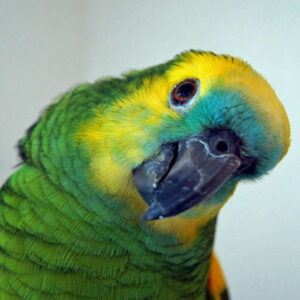 Are There Pet Bird Clubs in Wake Forest Nc: Discover Local Communities