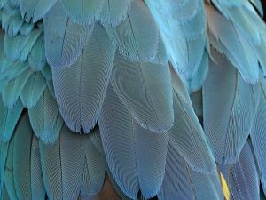 macaw feathers